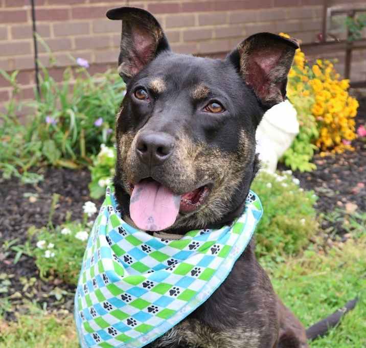 Photo of Bosco