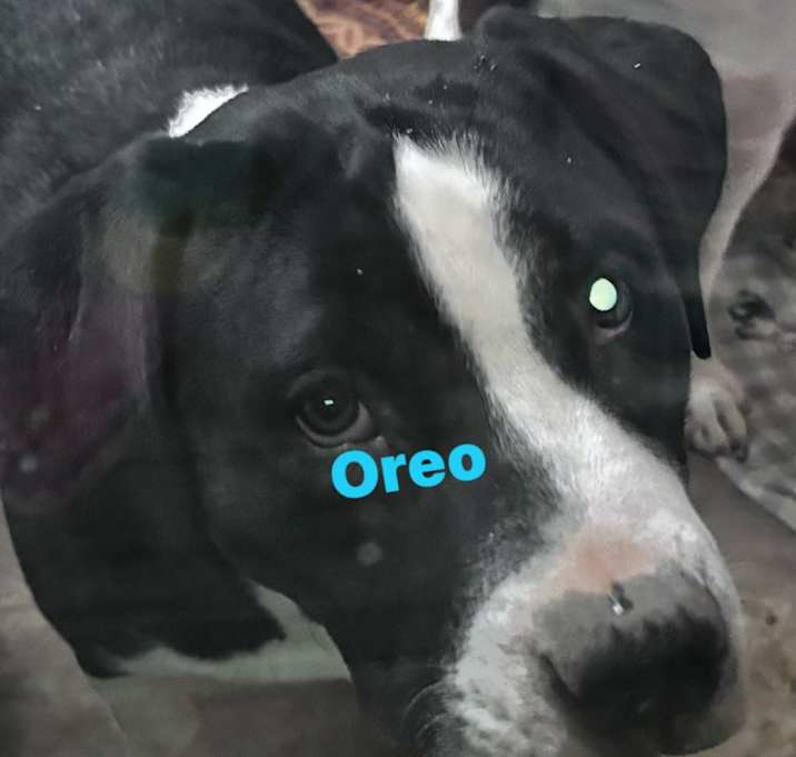 Photo of OREO MOO