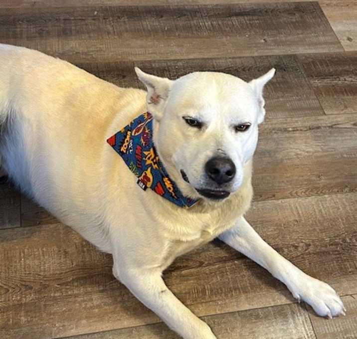 Photo of Otis
