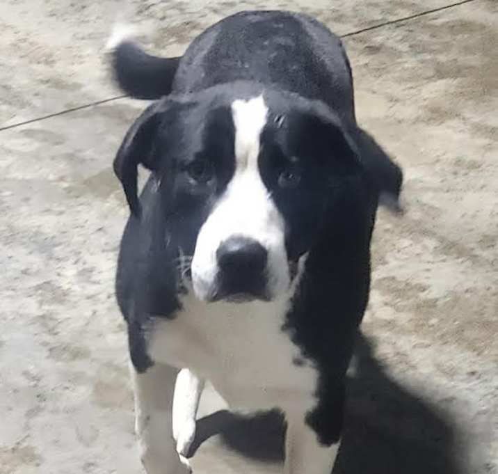 Photo of Droopy