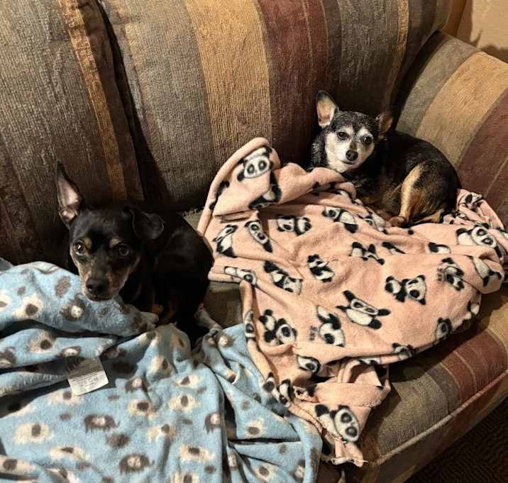 Photo of Bella and Duke