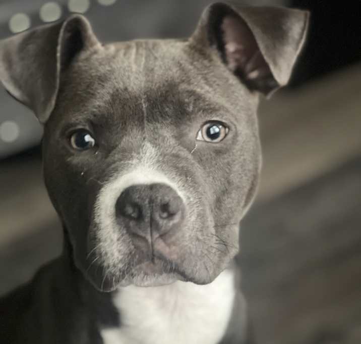 Photo of Luna