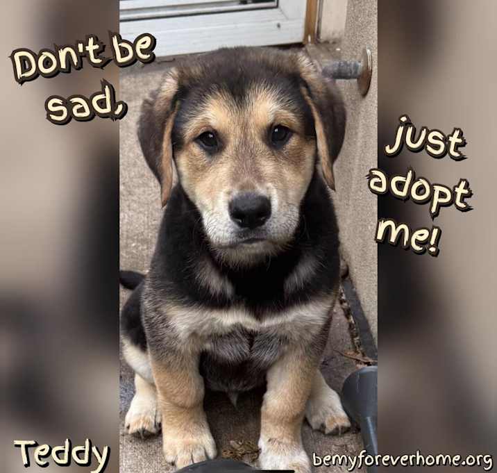 Photo of Teddy