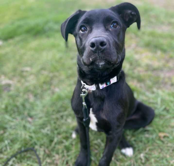 Photo of Clover
