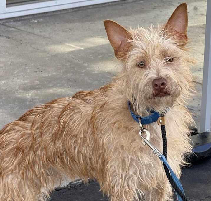 Photo of Gizmo