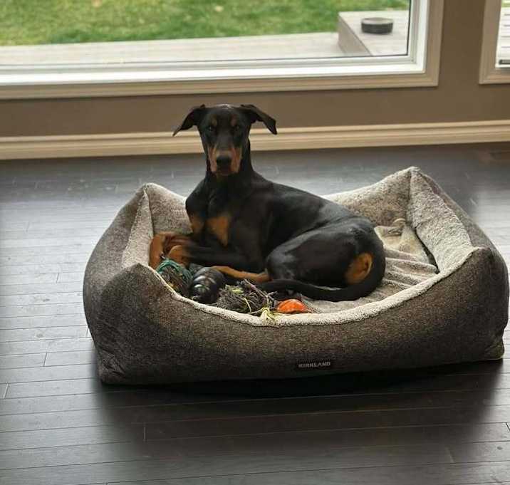 Photo of Dante (EDMONTON, AB)