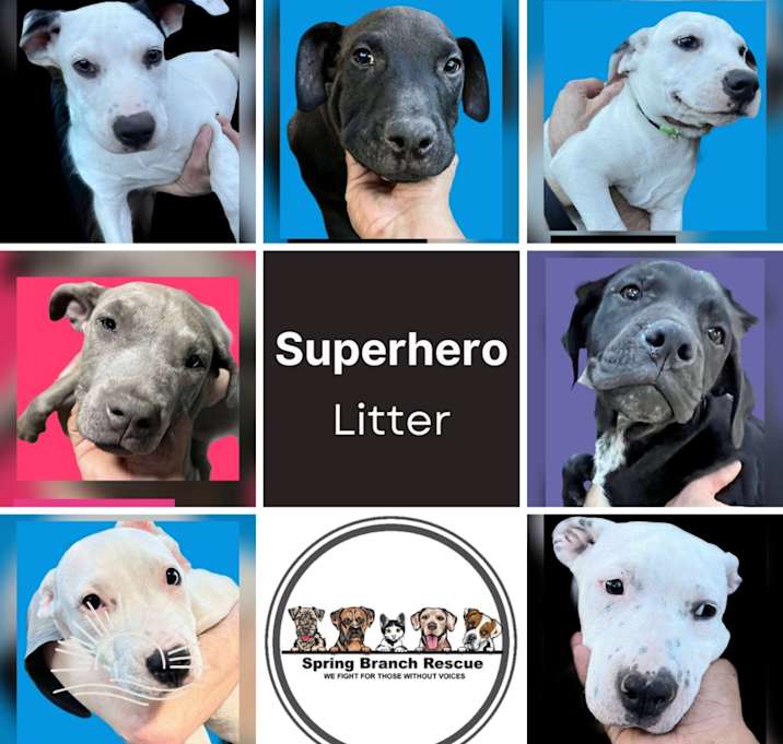 Photo of THE SUPERHEROES LITTER MALE & FEMALE LITTER OF 7