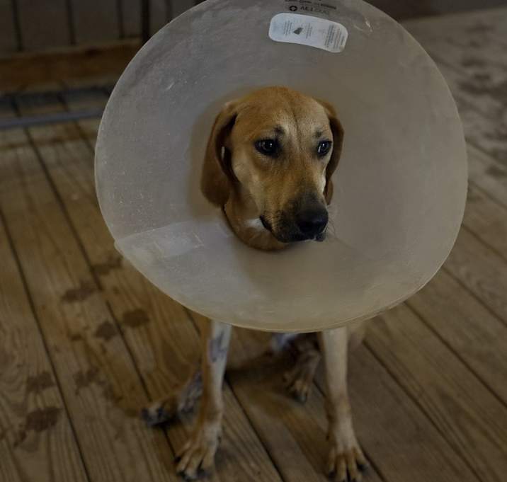 Photo of Dusty