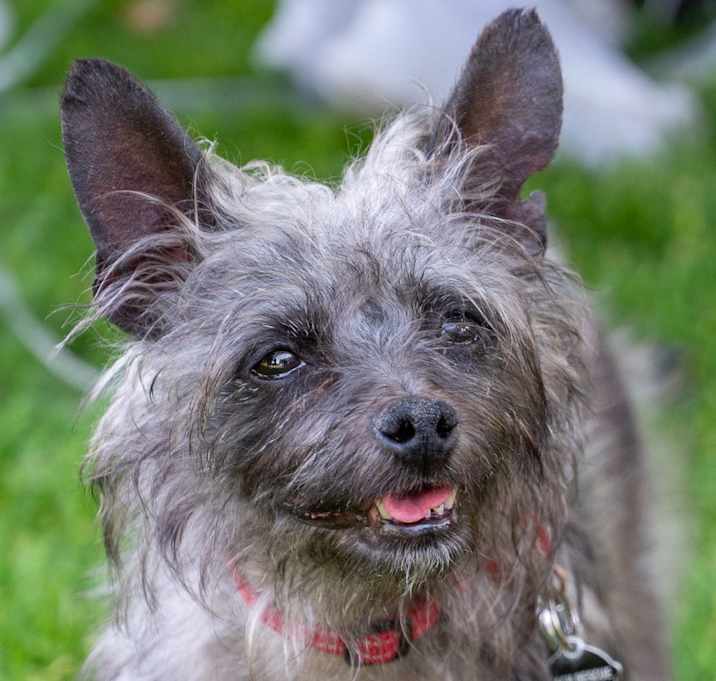 Photo of Underdog