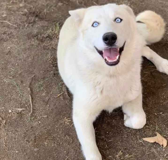 Photo of Ace