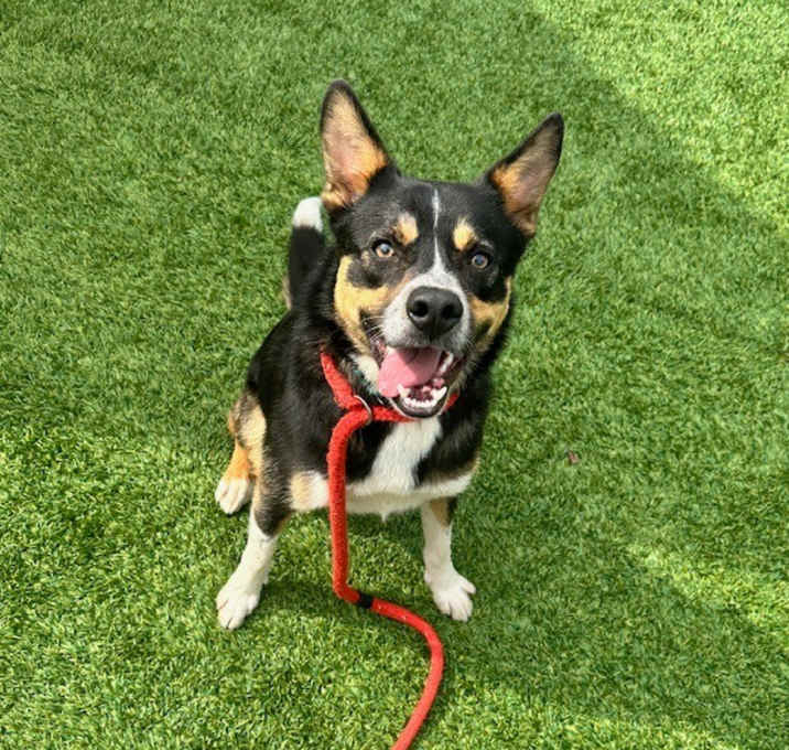 Photo of Astro