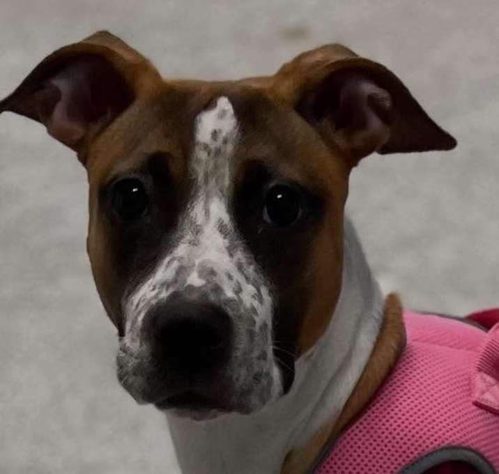 Photo of Doja dog