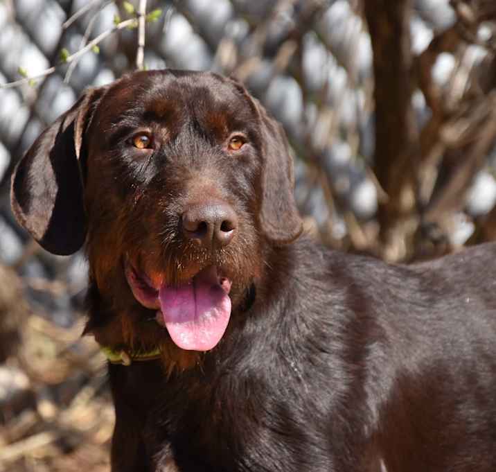 Photo of Kaiser- URGENT