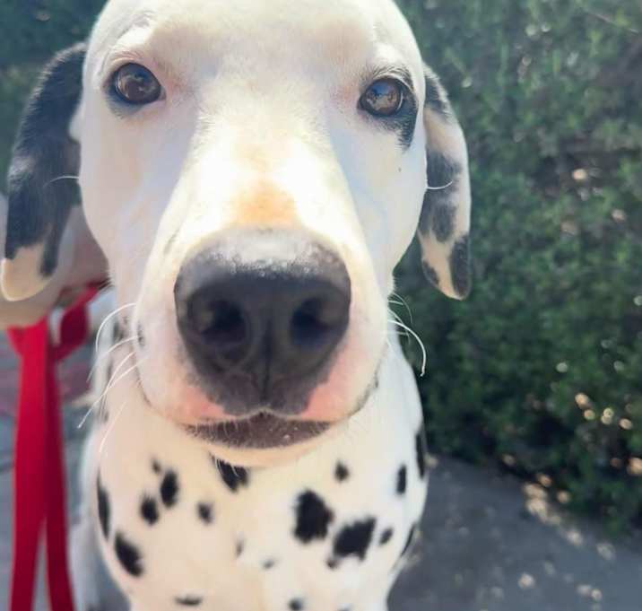 Photo of Sparky