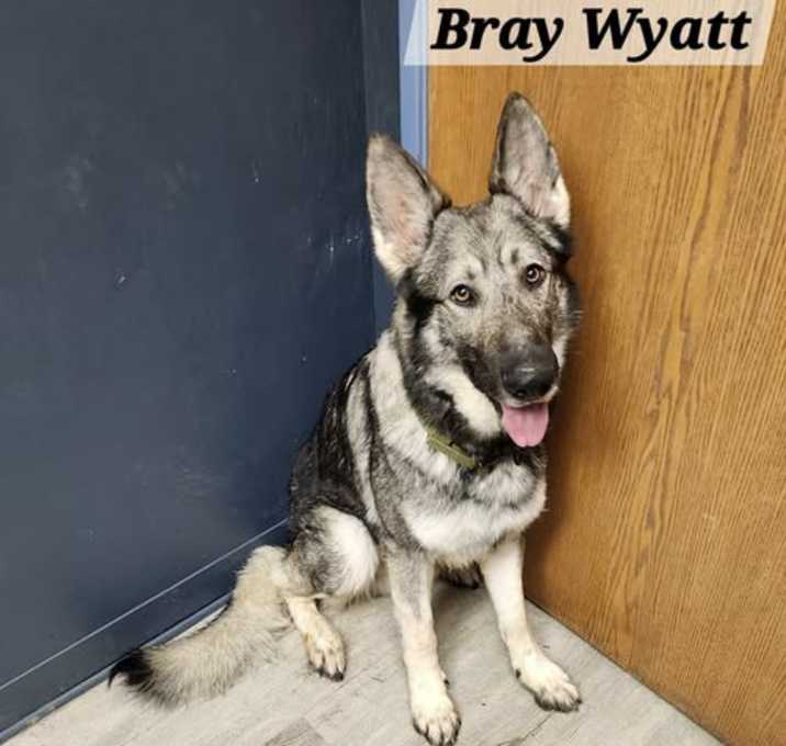 Photo of Bray Wyatt