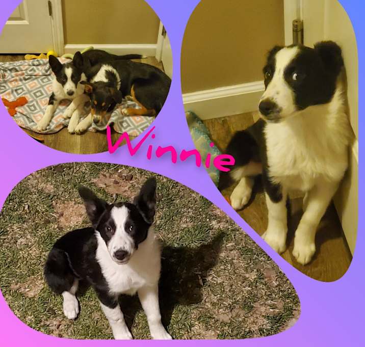 Photo of Winnie