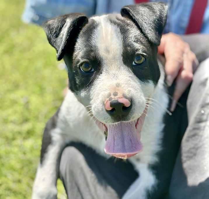 Photo of Huckleberry in CT