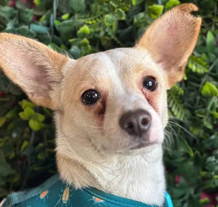 Photo of Timoteo