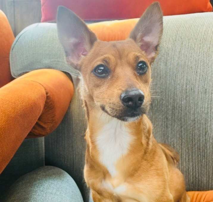 Photo of Simba