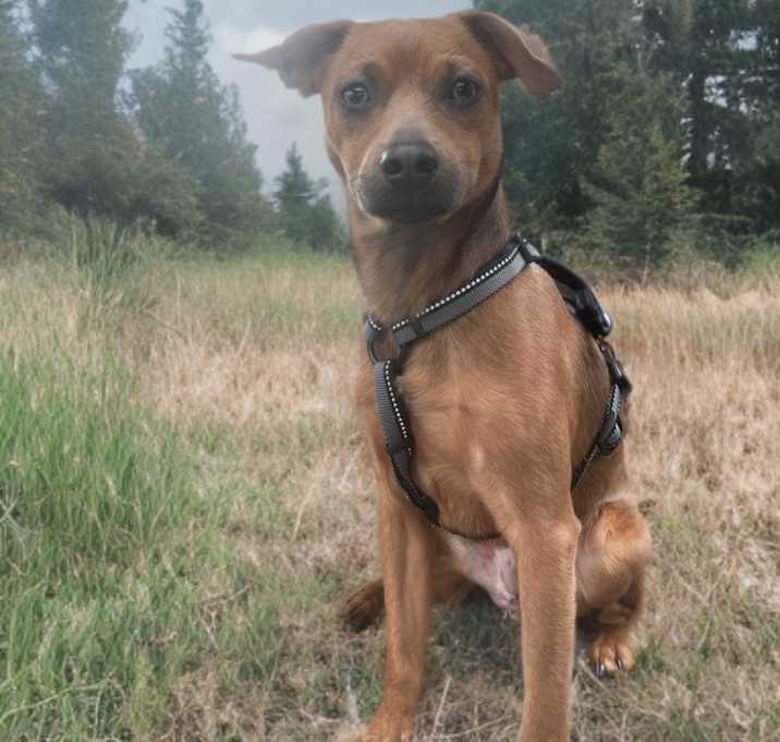 Photo of Tucker
