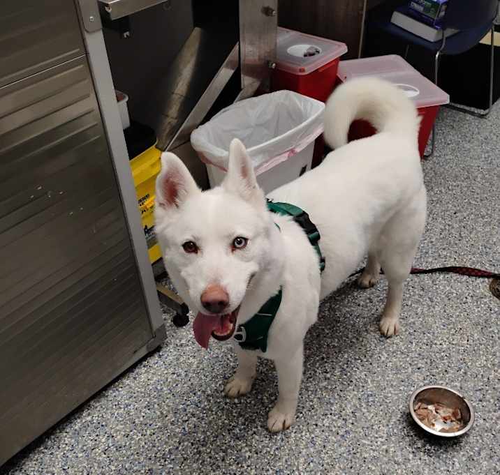 Photo of Luna