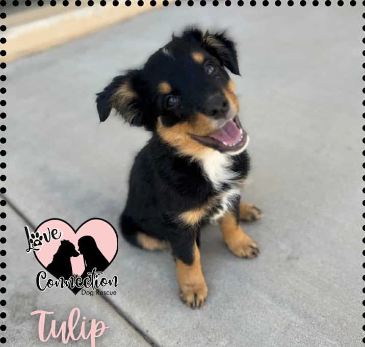 Photo of Tulip