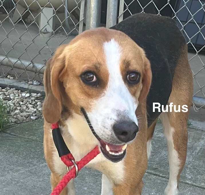 Photo of Rufus