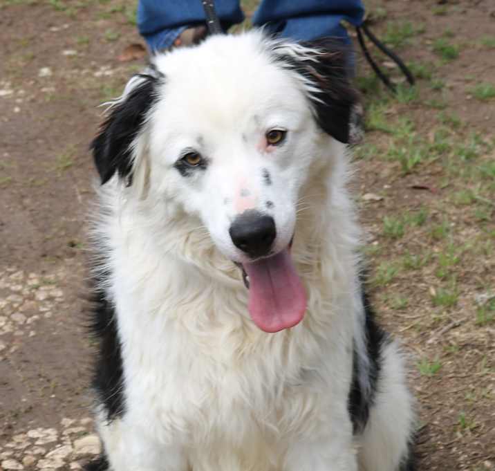 Photo of Bear