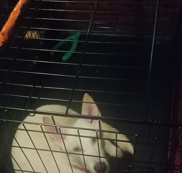 Photo of Lil Man