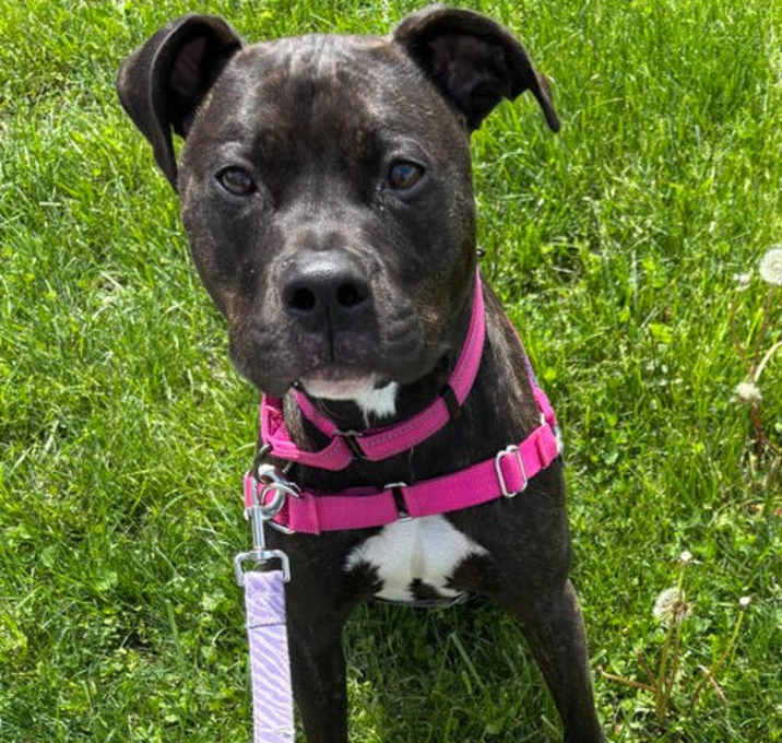 Photo of Daisy
