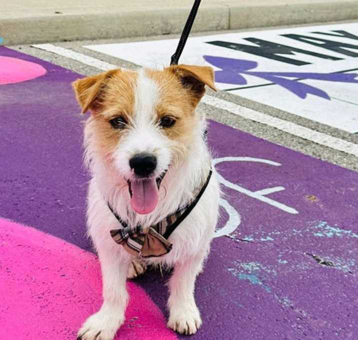 Photo of Wishbone