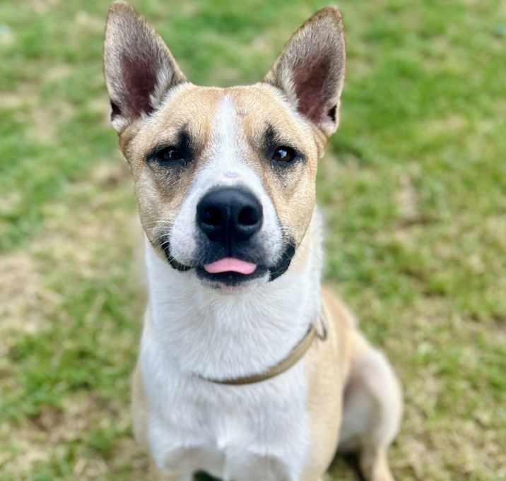 Photo of Ollie