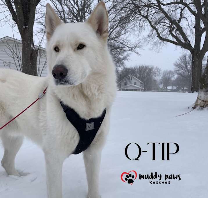 Photo of Q-Tip [Tippy] (Courtesy Post)