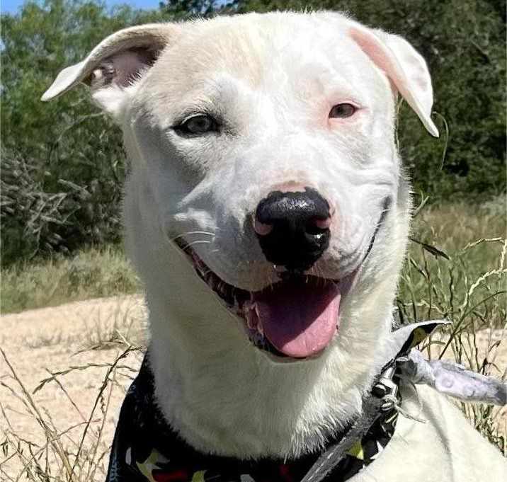 Photo of Ares