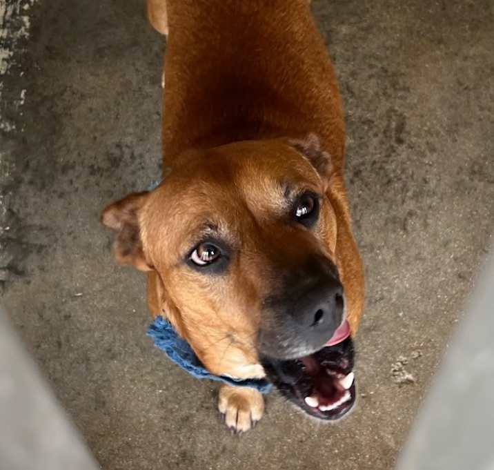 Photo of Meatball