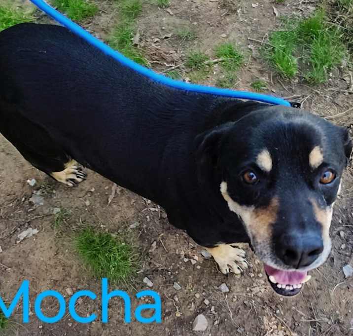 Photo of Mocha Bean
