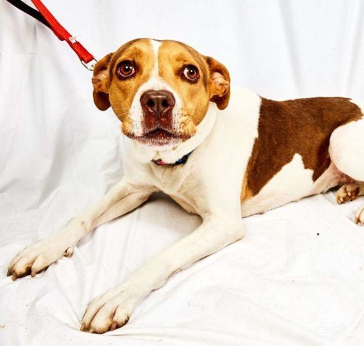 Photo of HAZEL