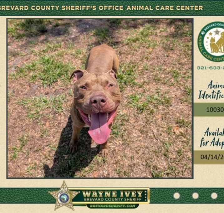 Photo of Barkley
