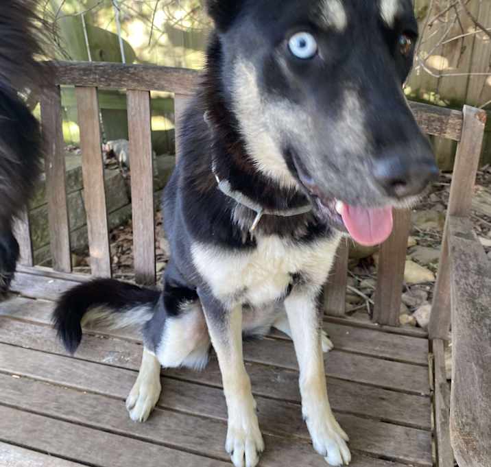 Photo of Kioti (6mo CAT FRIENDLY!!)