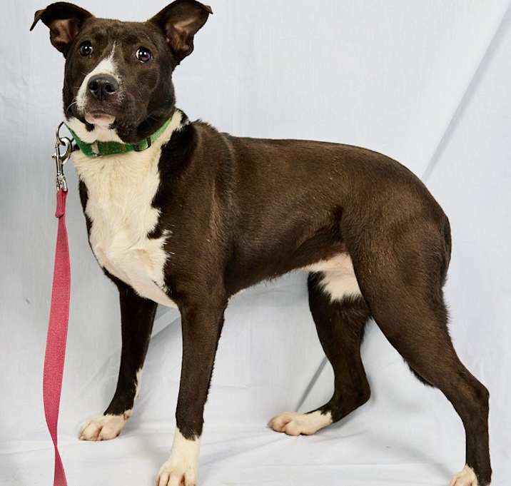 Photo of LILY