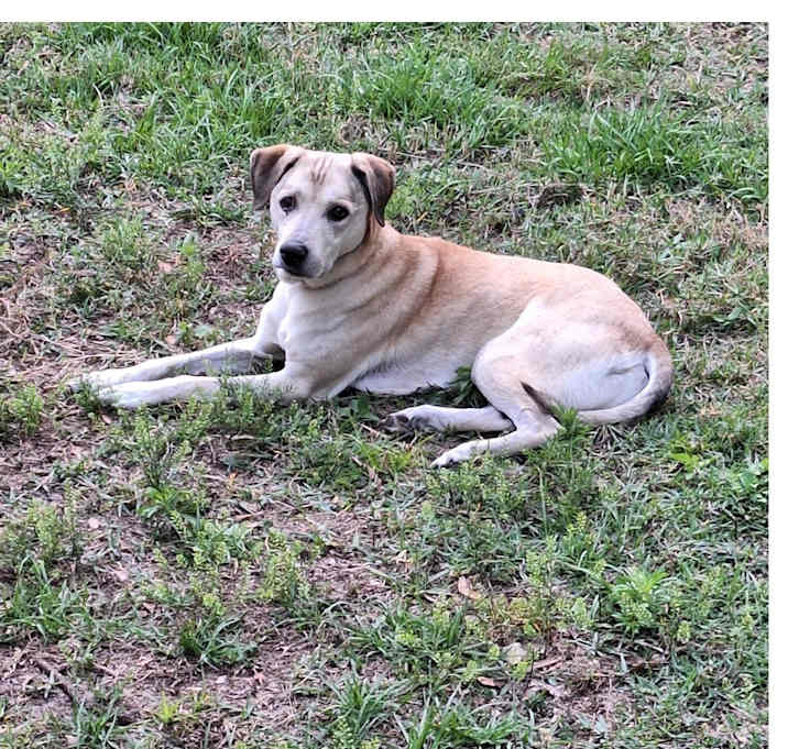 Photo of Guinness