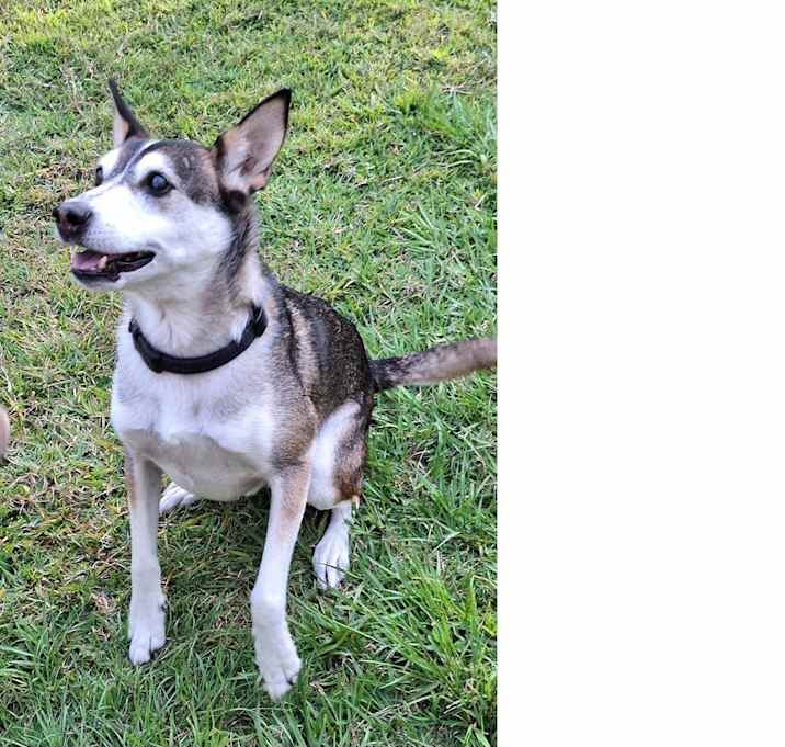 Photo of Scout