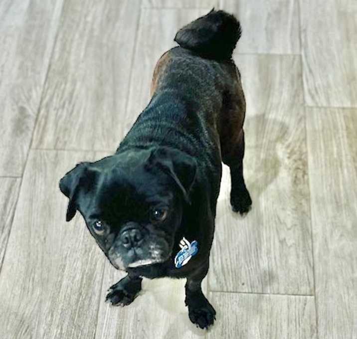Photo of Puck