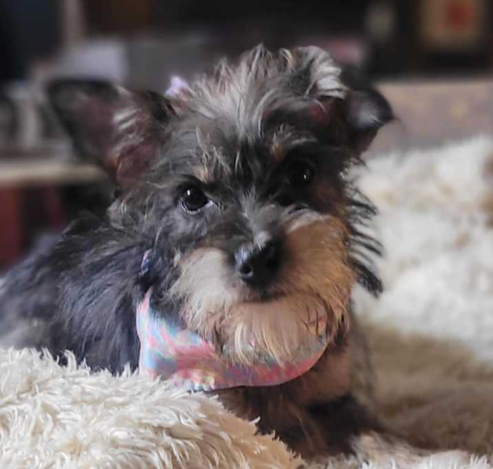 Photo of CHLOE is PENDING RHODE ISLAND