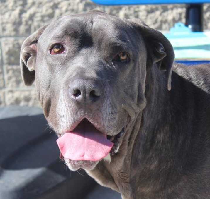 Photo of MOWGLI