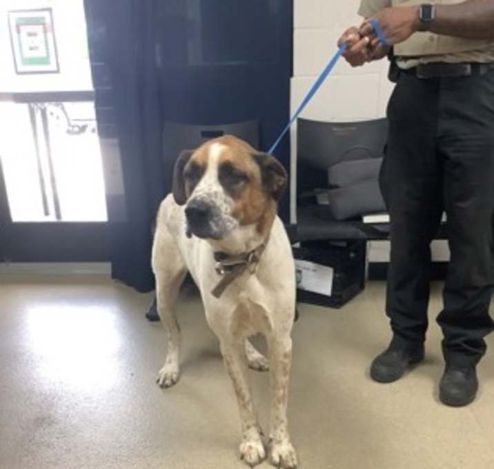 Photo of Hank