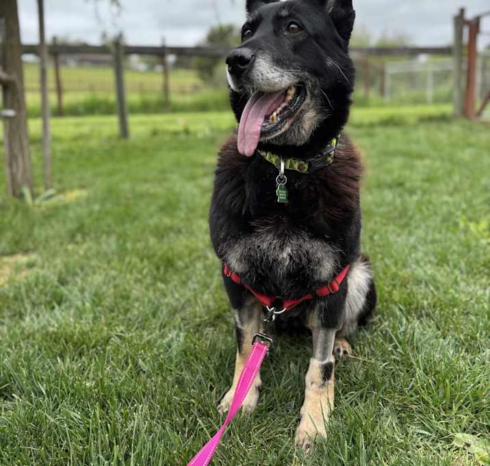 Photo of Stella