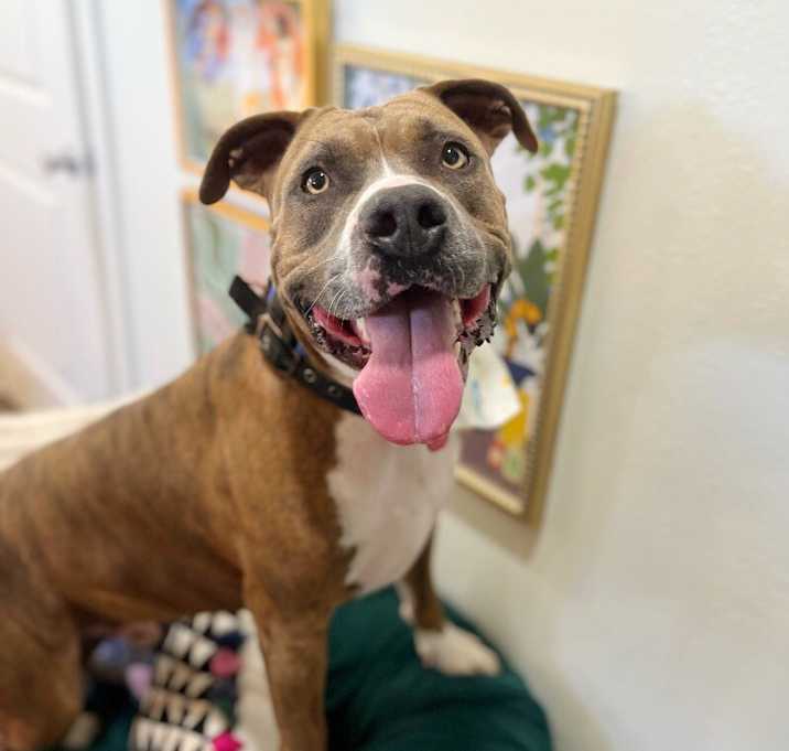 Photo of Woody Handsome Mellow Family Dog