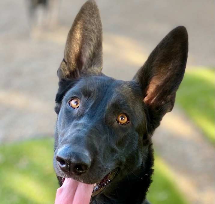 Photo of Darcy