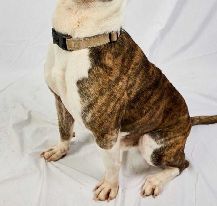 Photo of SNOOP